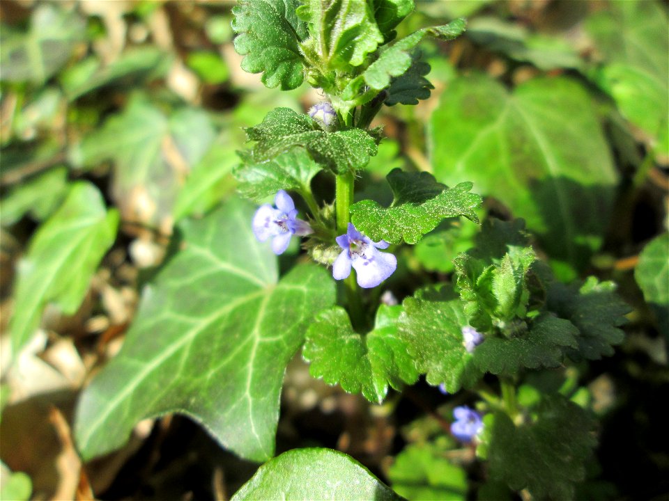 Gundermann (Glechoma hederacea) im Unteren Saubusch in der Schwetzinger Hardt