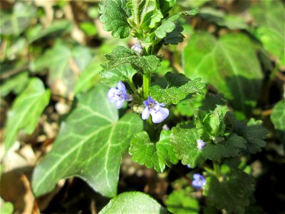 Gundermann (Glechoma hederacea) im Unteren Saubusch in der Schwetzinger Hardt