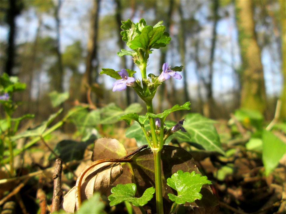 Gundermann (Glechoma hederacea) im Unteren Saubusch in der Schwetzinger Hardt