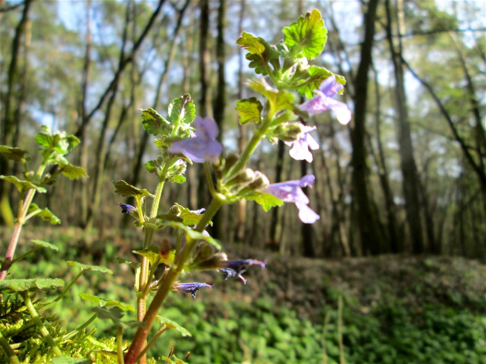 Gundermann (Glechoma hederacea) im Unteren Saubusch in der Schwetzinger Hardt