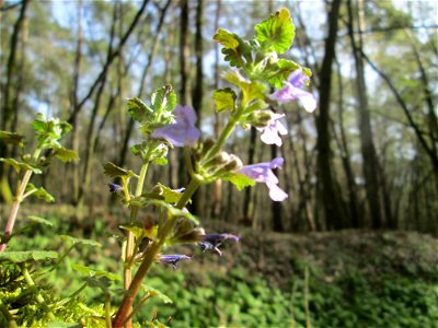 Gundermann (Glechoma hederacea) im Unteren Saubusch in der Schwetzinger Hardt