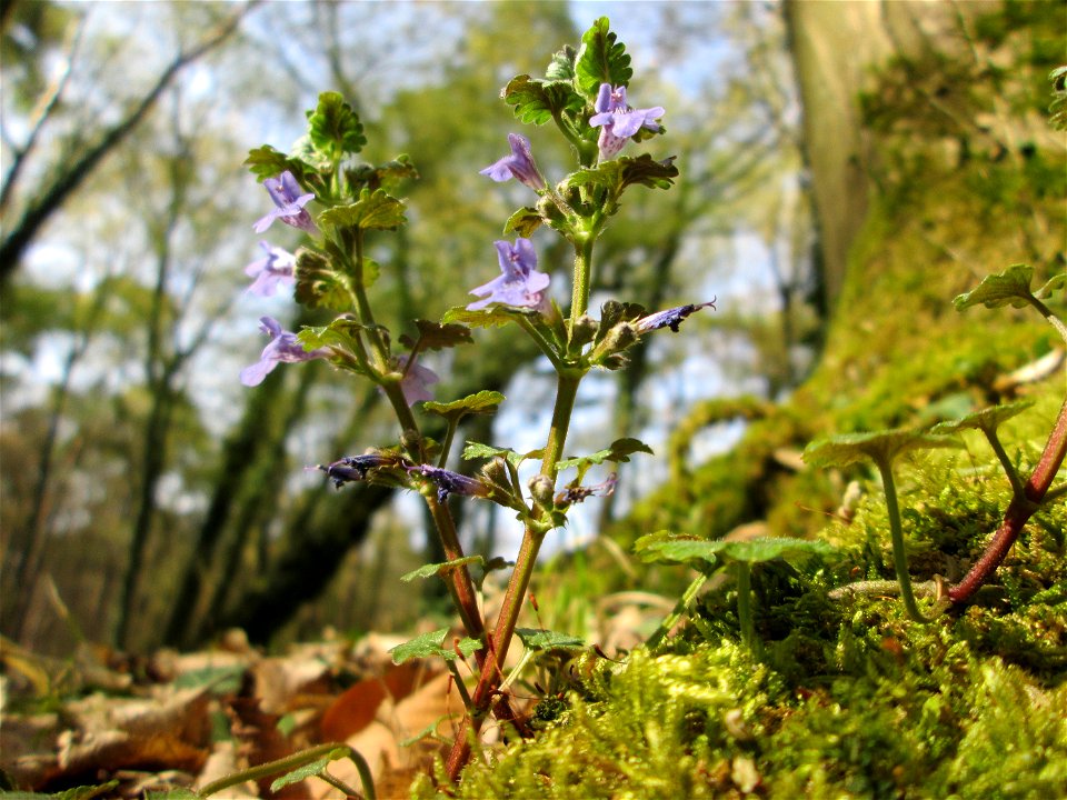 Gundermann (Glechoma hederacea) im Unteren Saubusch in der Schwetzinger Hardt