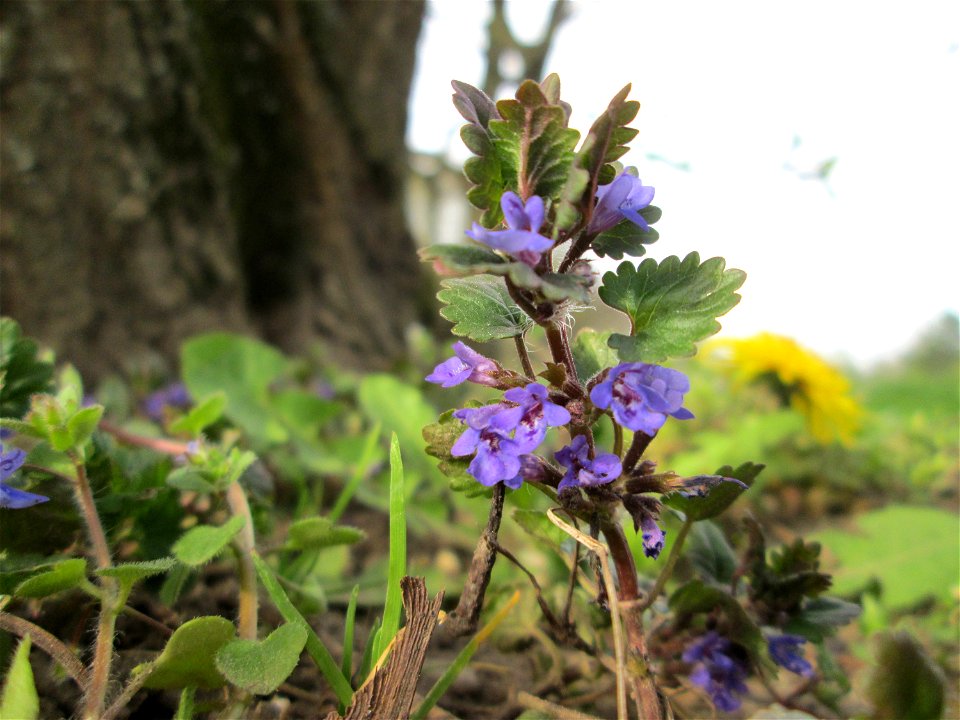 Gundermann (Glechoma hederacea) im Gartenschaupark Hockenheim
