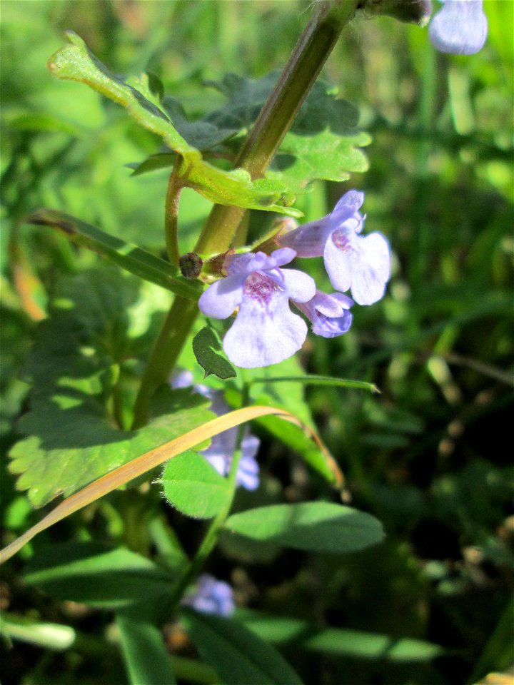 Gundermann (Glechoma hederacea) an der Saar in Saarbrücken
