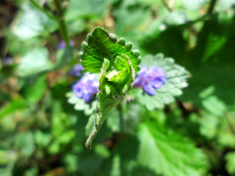 Gundermann (Glechoma hederacea) im Deutschmühlental in Alt-Saarbrücken