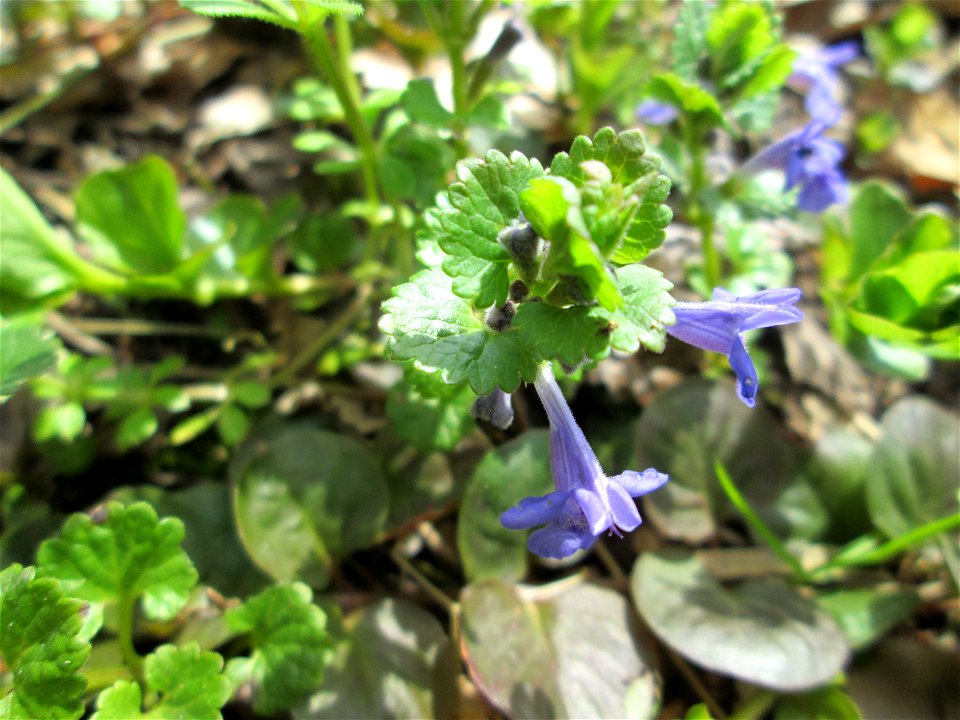 Gundermann (Glechoma hederacea) im Landschaftsschutzgebiet „Drahtzugweiher und das Habsterwiesental“ in Alt-Saarbrücken