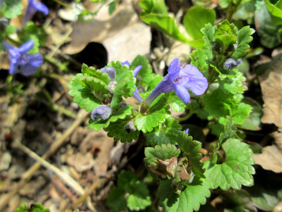 Gundermann (Glechoma hederacea) im Landschaftsschutzgebiet „Drahtzugweiher und das Habsterwiesental“ in Alt-Saarbrücken
