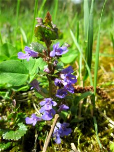 Gundermann (Glechoma hederacea) im oberen Deutschmühlental im Landschaftsschutzgebiet „Drahtzugweiher und das Habsterwiesental“ in Alt-Saarbrücken
