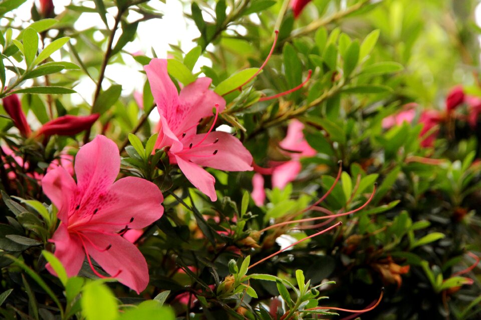 Flower garden pink flowers