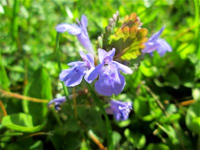 Gundermann (Glechoma hederacea) auf einer Wiese veim Ev. Krankenhaus in Saarbrücken