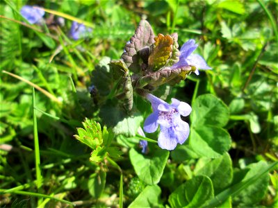 Gundermann (Glechoma hederacea) auf einer Wiese beim Ev. Krankenhaus in Saarbrücken