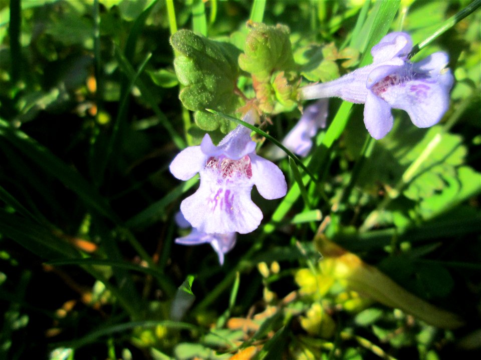 Gundermann (Glechoma hederacea) im Gartenschaupark Hockenheim