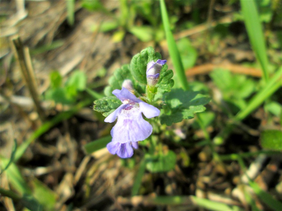 Gundermann (Glechoma hederacea) in der Schwetzinger Hardt nahe der A61