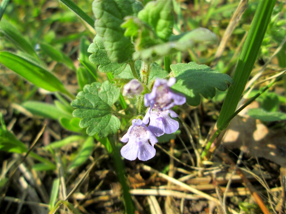 Gundermann (Glechoma hederacea) in der Schwetzinger Hardt nahe der A61
