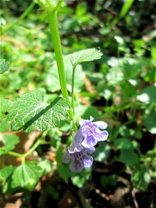 Gundermann (Glechoma hederacea) im Unteren Saubusch in der Schwetzinger Hardt