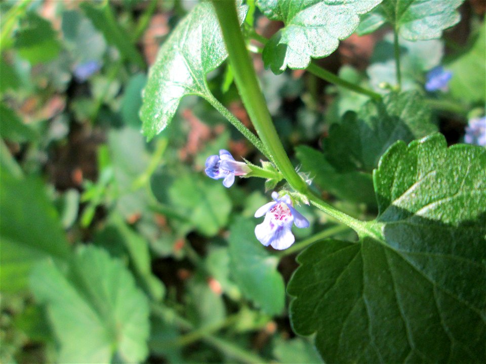 Gundermann (Glechoma hederacea) im Unteren Saubusch in der Schwetzinger Hardt