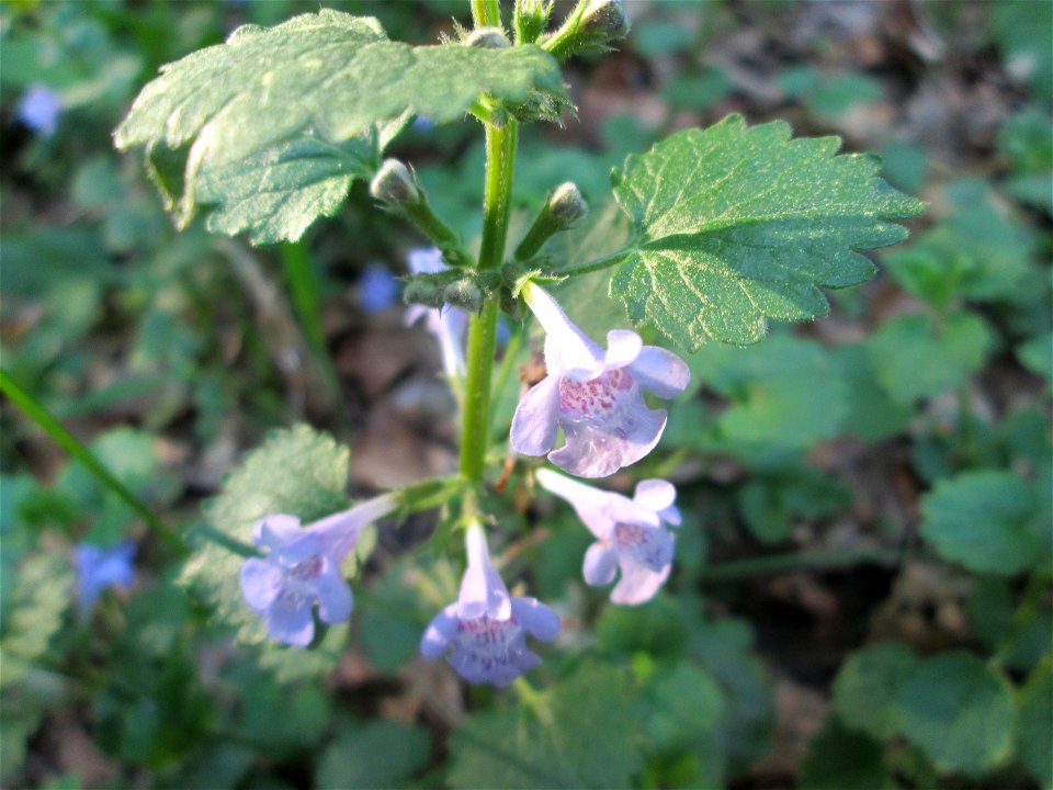 Gundermann (Glechoma hederacea) in der Schwetzinger Hardt