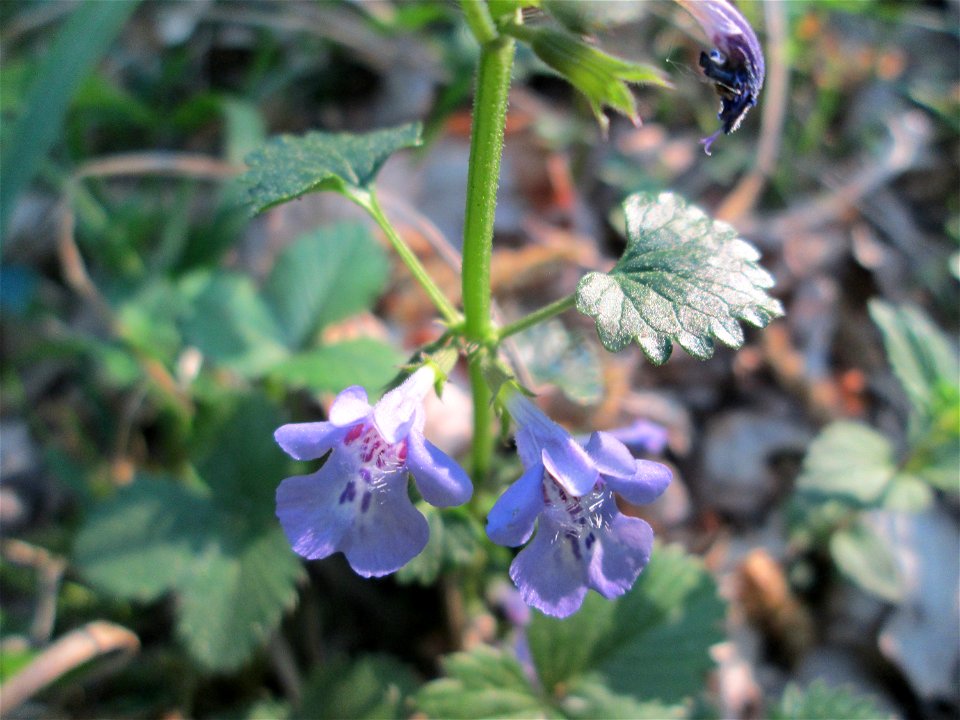 Gundermann (Glechoma hederacea) in der Schwetzinger Hardt