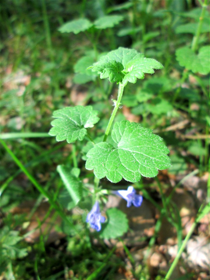 Gundermann (Glechoma hederacea) in der Schwetzinger Hardt - seine Blütezeit neigt sich jetzt dem Ende zu