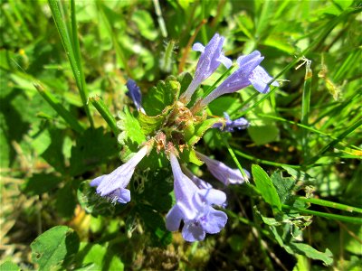 Gundermann (Glechoma hederacea) auf einer Wiese beim Ev. Krankenhaus in Saarbrücken