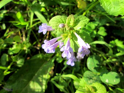 Gundermann (Glechoma hederacea) am Tabaksweiher in Sankt Arnual