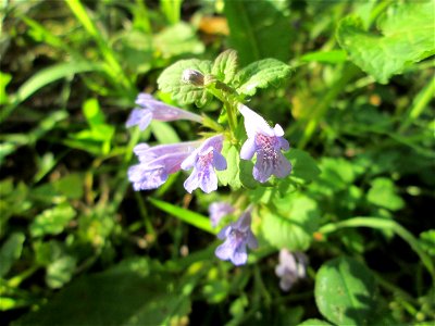 Gundermann (Glechoma hederacea) am Tabaksweiher in Sankt Arnual