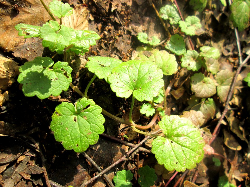 Grundblätter vom Gundermann (Glechoma hederacea) in der Schwetzinger Hardt