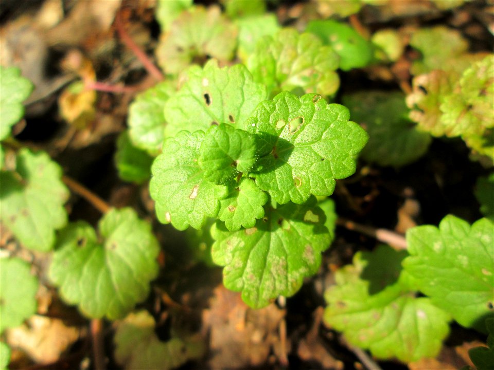 Grundblätter vom Gundermann (Glechoma hederacea) in der Schwetzinger Hardt