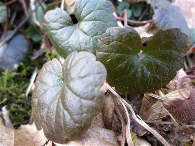 Grundblätter vom Gundermann (Glechoma hederacea) in der Schwetzinger Hardt