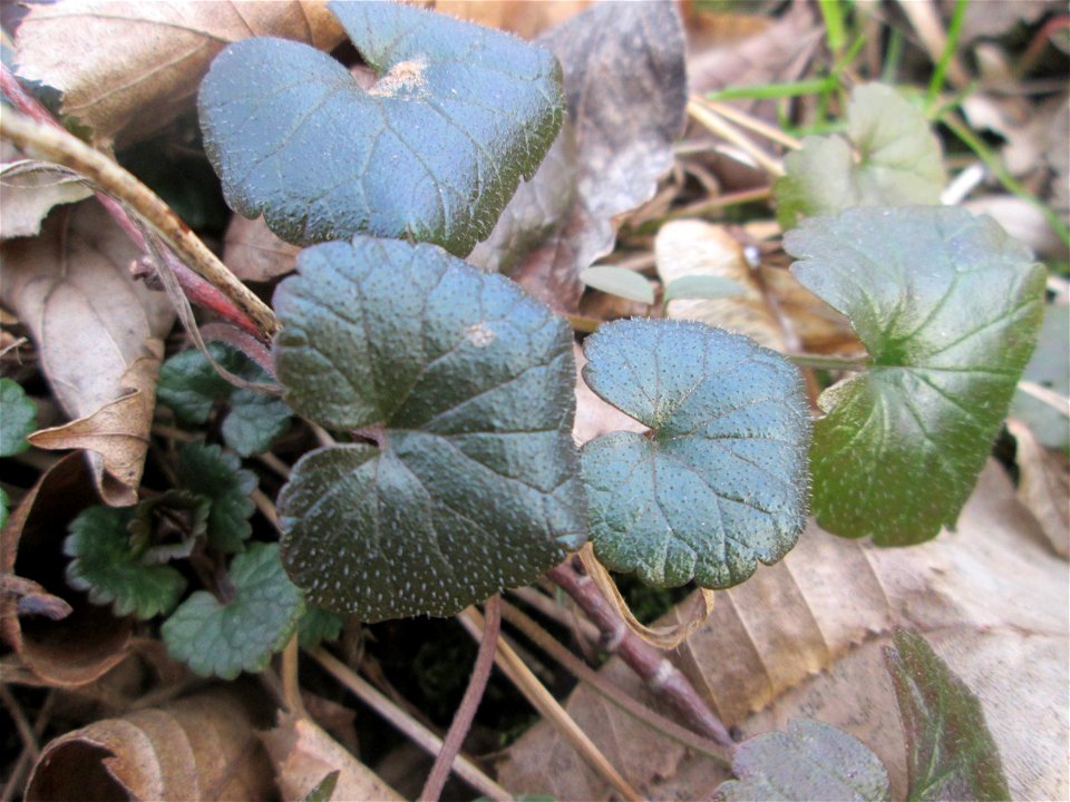 Grundblätter vom Gundermann (Glechoma hederacea) in der Schwetzinger Hardt