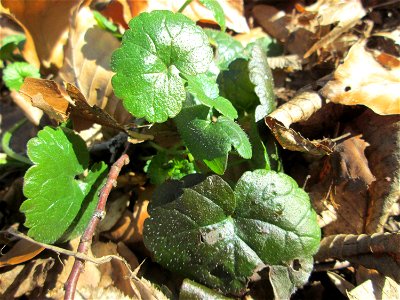 Grundblätter vom Gundermann (Glechoma hederacea) in der Schwetzinger Hardt