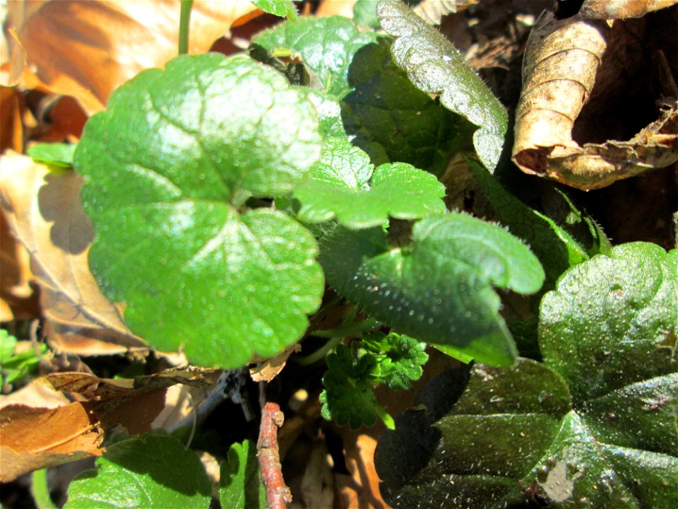 Grundblätter vom Gundermann (Glechoma hederacea) in der Schwetzinger Hardt