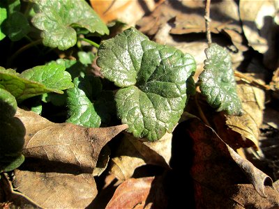 Grundblätter vom Gundermann (Glechoma hederacea) im Waldpark Mannheim