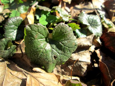 Grundblätter vom Gundermann (Glechoma hederacea) im Waldpark Mannheim