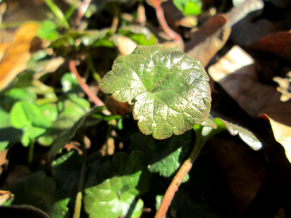 Grundblätter vom Gundermann (Glechoma hederacea) im Waldpark Mannheim