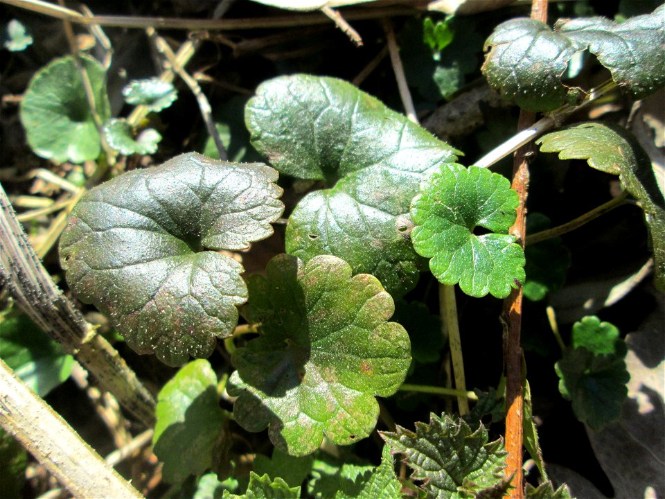 Grundblätter vom Gundermann (Glechoma hederacea) im Naturschutzgebiet „Bei der Silberpappel“ im Waldpark Mannheim