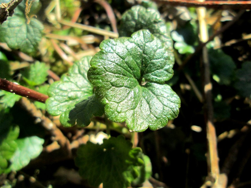 Grundblätter vom Gundermann (Glechoma hederacea) im Naturschutzgebiet „Bei der Silberpappel“ im Waldpark Mannheim