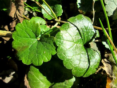 Grundblätter vom Gundermann (Glechoma hederacea) im Naturschutzgebiet „Bei der Silberpappel“ im Waldpark Mannheim