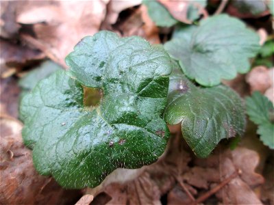 Grundblätter vom Gundermann (Glechoma hederacea) nahe der Sternallee in der Schwetzinger Hardt