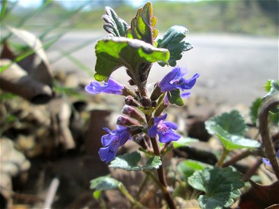 Gundermann (Glechoma hederacea) an der Saar in Alt-Saarbrücken