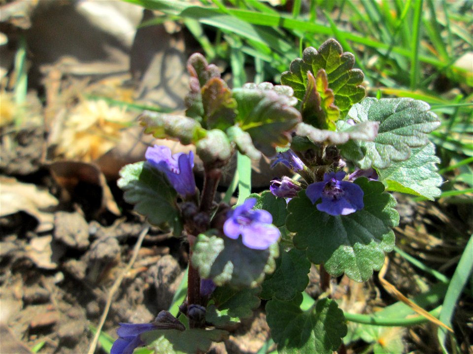 Gundermann (Glechoma hederacea) an der Saar in Alt-Saarbrücken