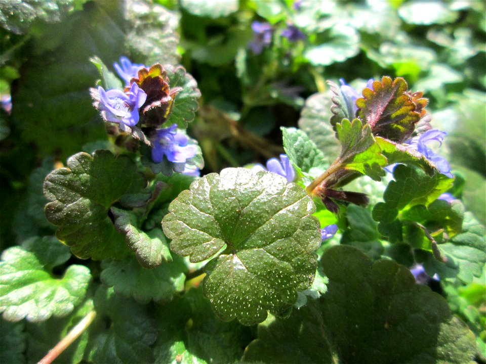 Gundermann (Glechoma hederacea) in der ehem. Bismarckanlage in Sankt Arnual