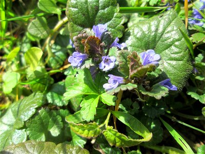 Gundermann (Glechoma hederacea) in der ehem. Bismarckanlage in Sankt Arnual