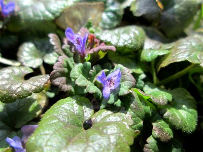 Gundermann (Glechoma hederacea) in der ehem. Bismarckanlage in Sankt Arnual
