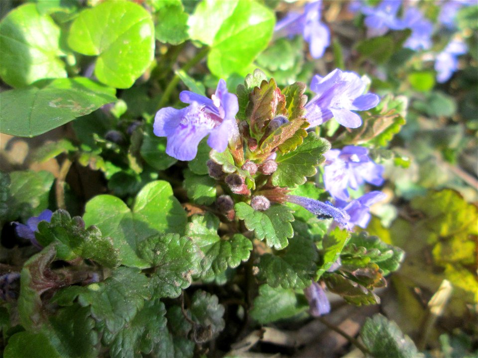 Gundermann (Glechoma hederacea) an der Saar in Saarbrücken