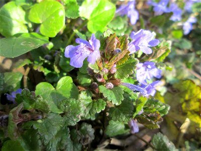 Gundermann (Glechoma hederacea) an der Saar in Saarbrücken