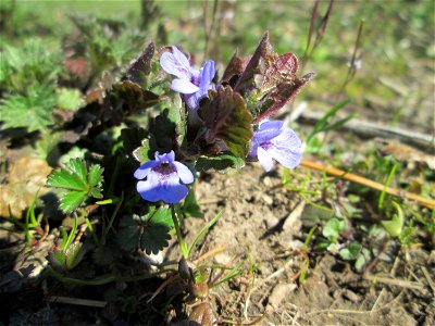 Gundermann (Glechoma hederacea) am Staden in Saarbrücken