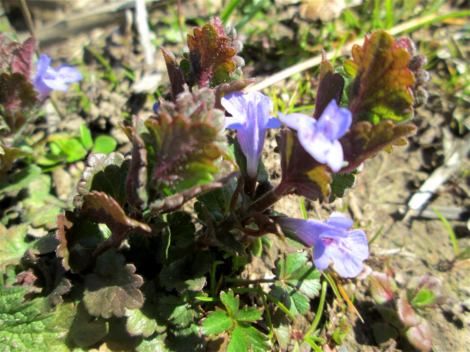 Gundermann (Glechoma hederacea) am Staden in Saarbrücken