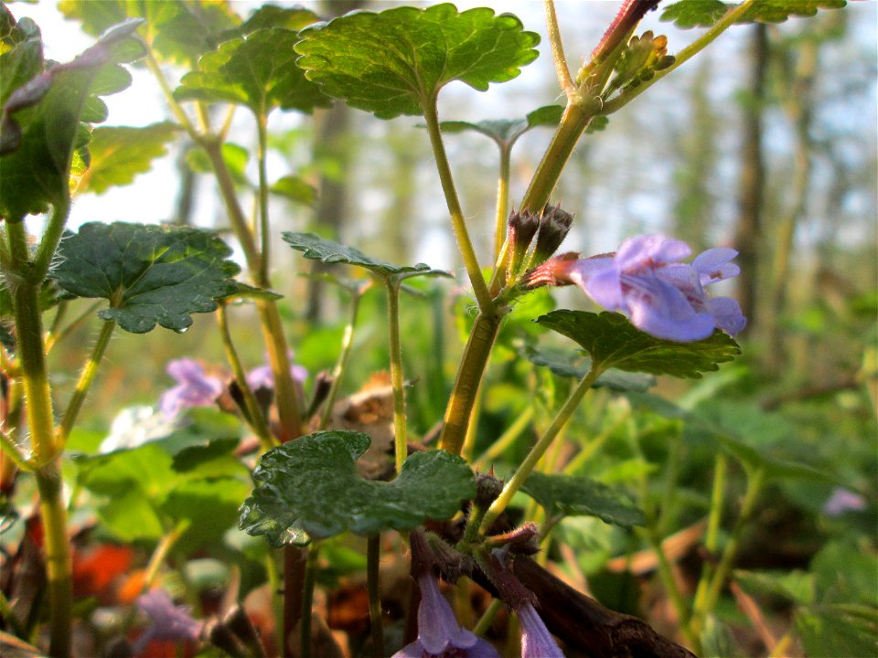 Gundermann (Glechoma hederacea) im Brettwald bei Malsch