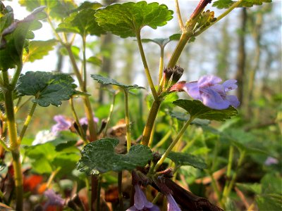 Gundermann (Glechoma hederacea) im Brettwald bei Malsch photo